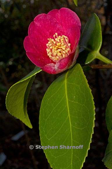 camellia japonica 2 graphic